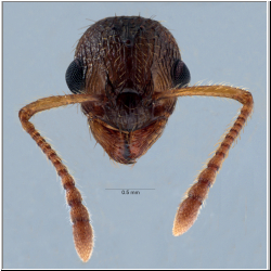 Myrmica