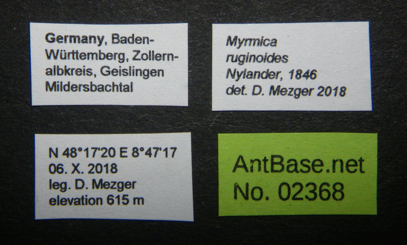 Colobopsis nipponica label