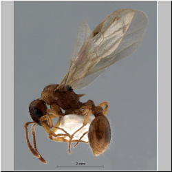 Myrmica ruginodis alate (Santschi, 1937)