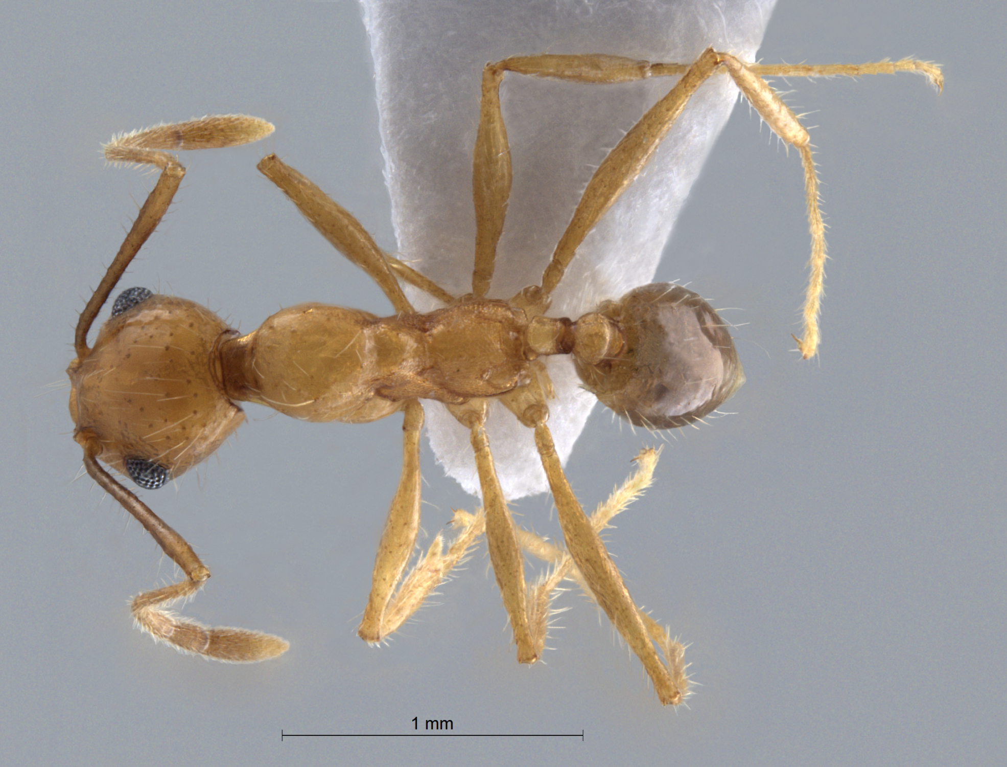  Pheidole hyatti