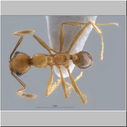 Pheidole hyatti Emery, 1895  
dorsal