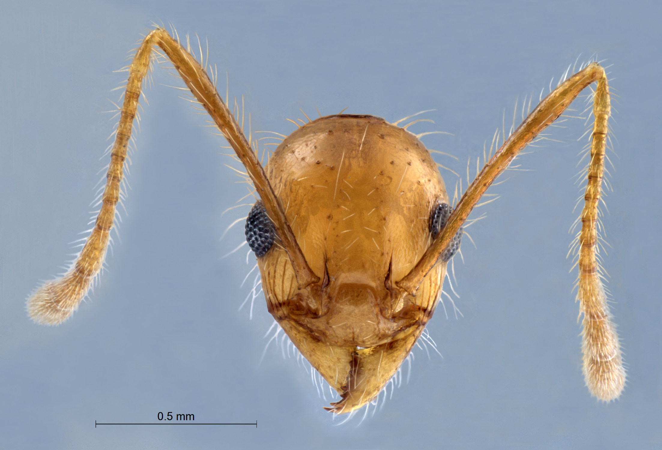 Colobopsis nipponica