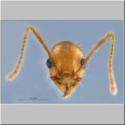 Pheidole