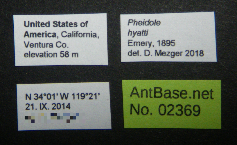 Colobopsis nipponica label