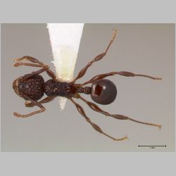 Acanthomyrmex ferox Emery, 1893 dorsal