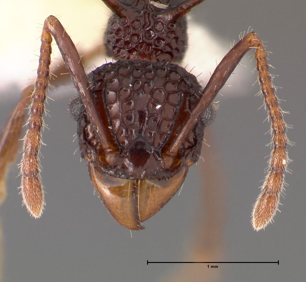 Acanthomyrmex ferox frontal