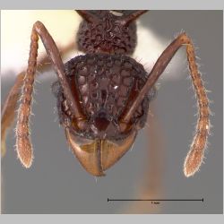 Acanthomyrmex ferox Emery, 1893 frontal