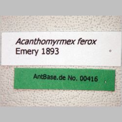 Acanthomyrmex ferox Emery, 1893 label