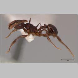 Acanthomyrmex ferox Emery, 1893 lateral