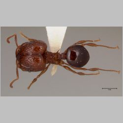 Acanthomyrmex ferox minor Emery, 1893 dorsal