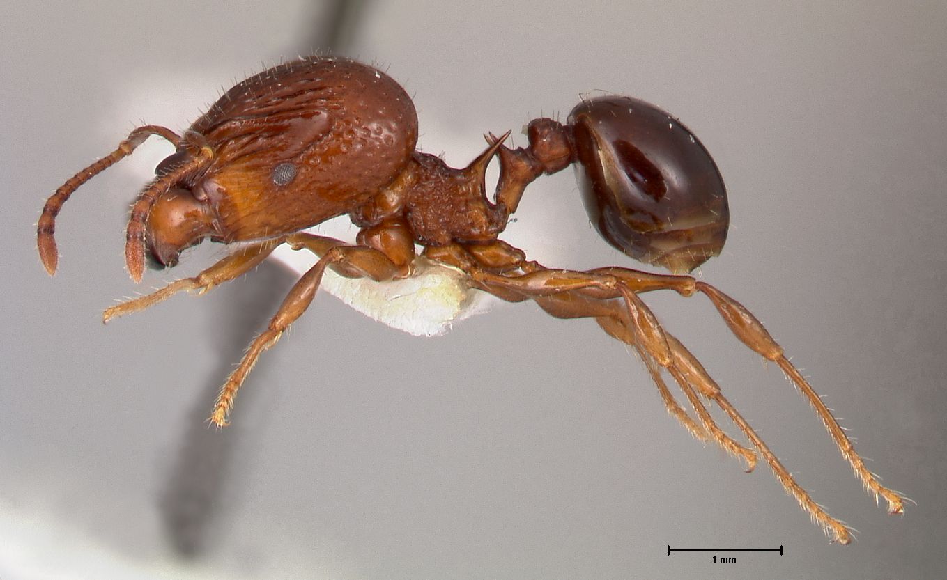 Acanthomyrmex ferox minor lateral