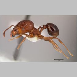 Acanthomyrmex ferox minor Emery, 1893 lateral