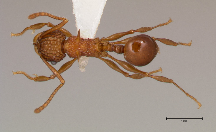 Acanthomyrmex ferox minor dorsal