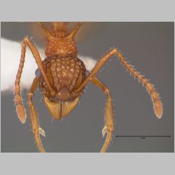 Acanthomyrmex ferox minor Emery, 1893 frontal