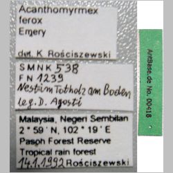 Acanthomyrmex ferox minor Emery, 1893 label