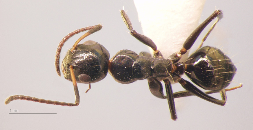 Camponotus 77 dorsal