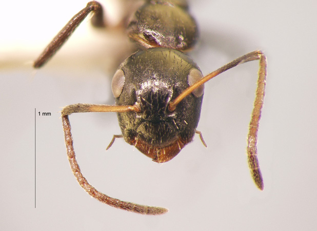 Camponotus 77 frontal