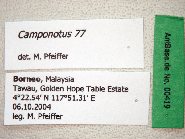 Camponotus 77 label