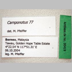 Camponotus 77 Mayr, 1861 label