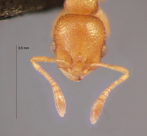 Cardiocondyla wroughtonii frontal