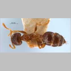 Crematogaster borneensis symbia Forel, 1911 dorsal