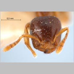 Crematogaster borneensis symbia Forel, 1911 frontal