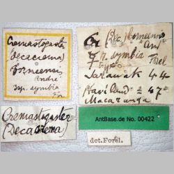 Crematogaster borneensis symbia Forel, 1911 label