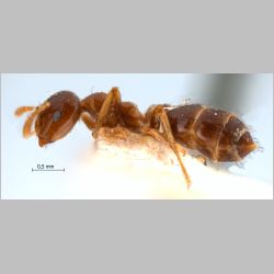 Crematogaster borneensis symbia Forel, 1911 lateral