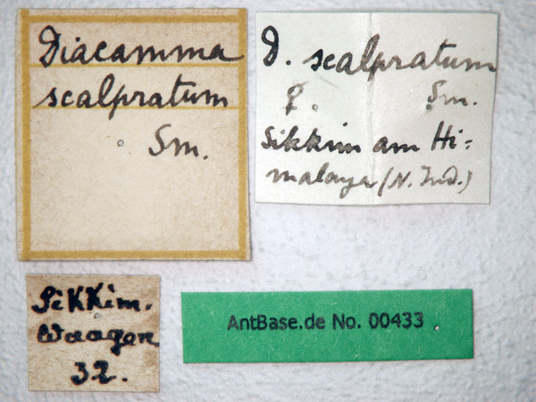 Diacamma scalpratum label