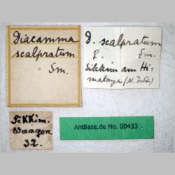 Diacamma scalpratum Smith, 1858 label