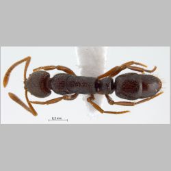 Emeryopone buttelreepeni Forel, 1912 dorsal