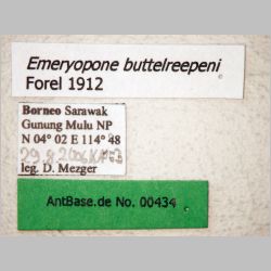 Emeryopone buttelreepeni Forel, 1912 label