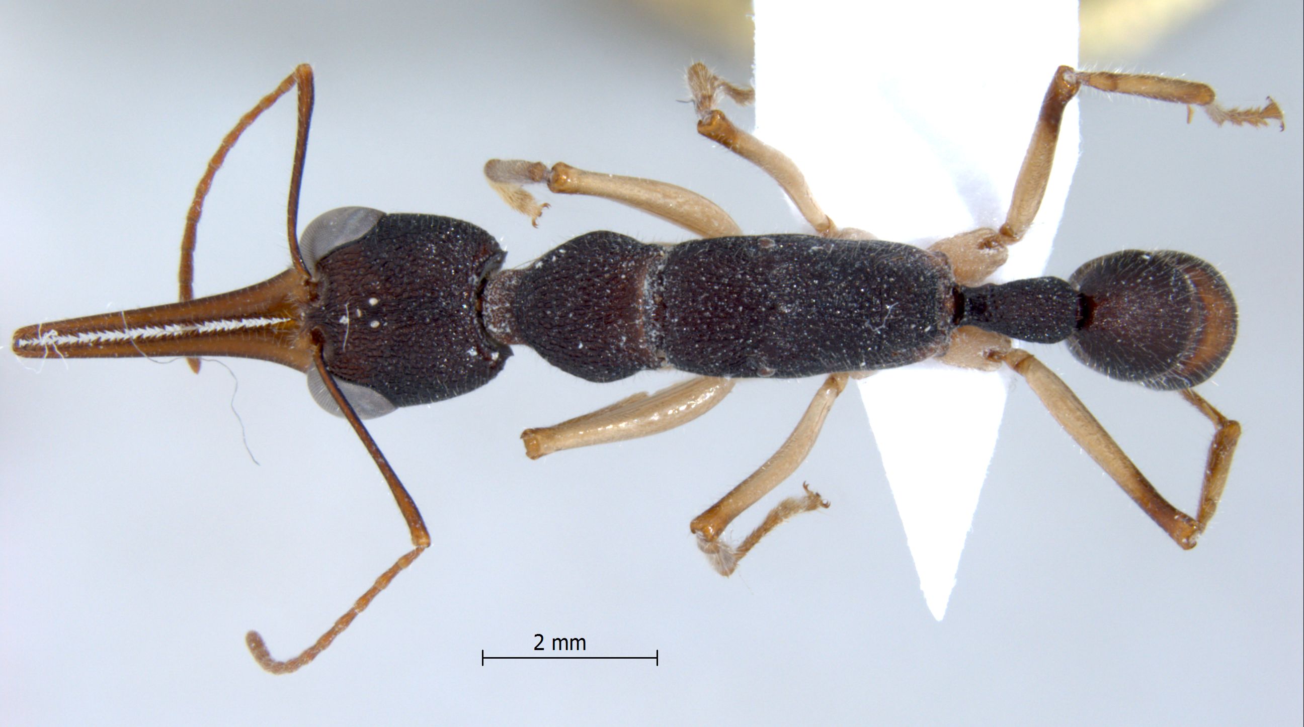 Harpegnathos venator dorsal