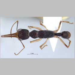 Harpegnathos venator Smith, 1858 dorsal