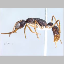 Harpegnathos venator Smith, 1858 lateral