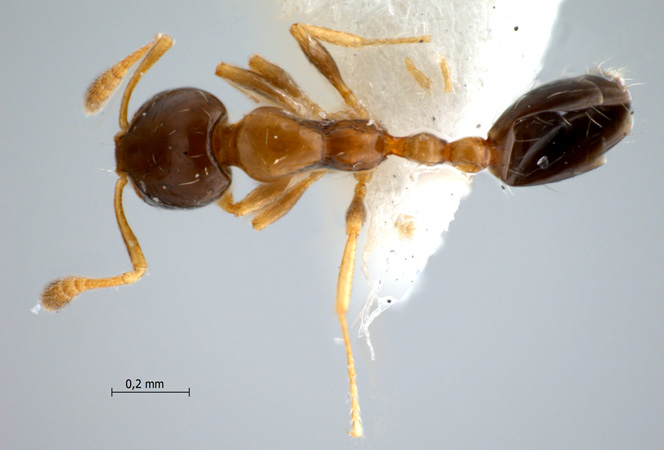 Monomorium floricola dorsal