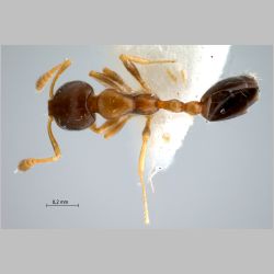 Monomorium floricola Jerdon, 1851 dorsal