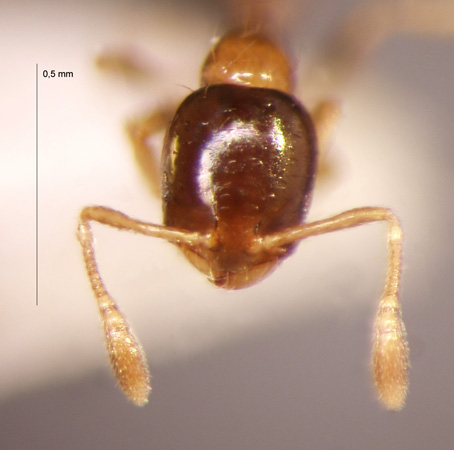 Monomorium floricola frontal