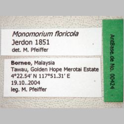 Monomorium floricola Jerdon, 1851 label