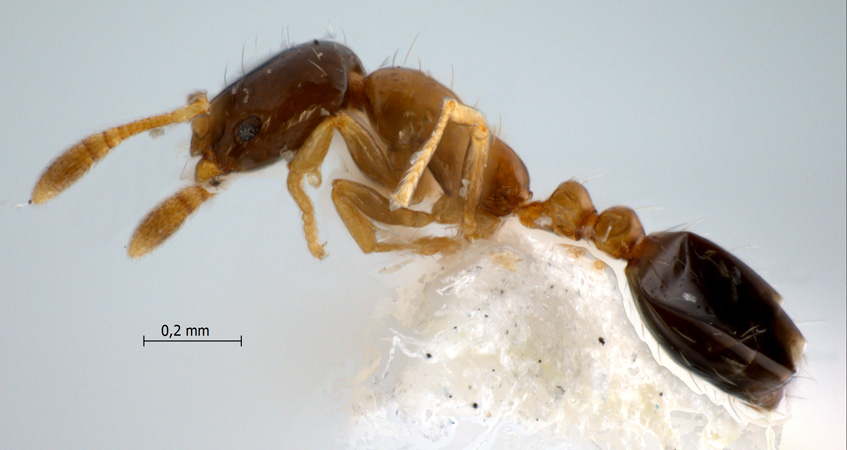 Monomorium floricola lateral