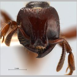 Myopopone castanea Smith, 1860 frontal