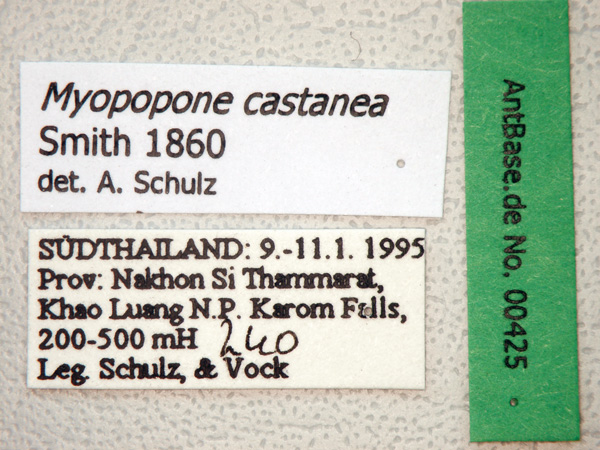 Myopopone castanea label