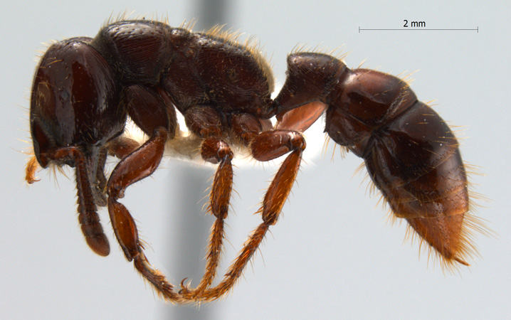 Myopopone castanea lateral