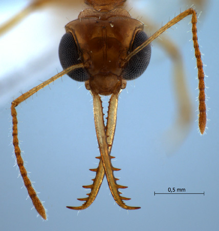 Myrmoteras bakeri frontal