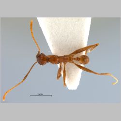 Pheidole aglae Forel, 1913 dorsal