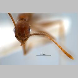 Pheidole aglae Forel, 1913 frontal