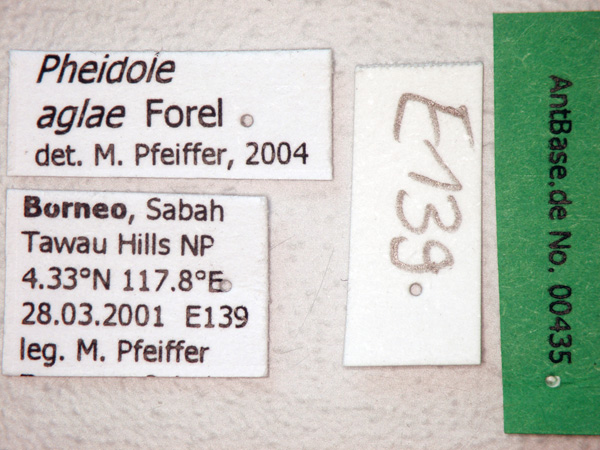 Pheidole aglae label