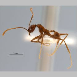 Pheidole aglae Forel, 1913 lateral