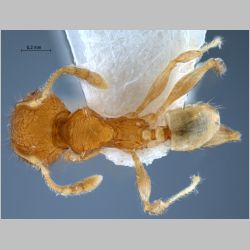 Pheidole aristotelis Forel, 1911 dorsal