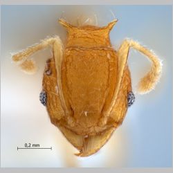 Pheidole aristotelis Forel, 1911 frontal